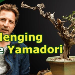 Olive Yamadori Design (Deadwood work and planting angle)