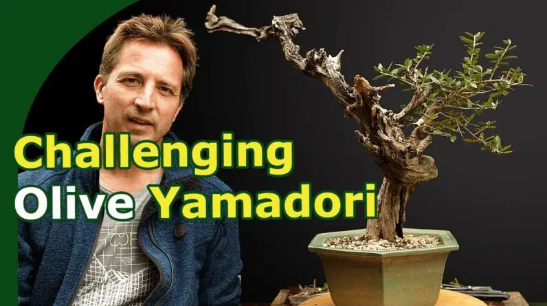 Olive Yamadori Design (Deadwood work and planting angle)