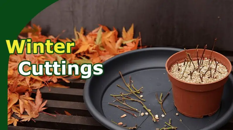 Propagating Winter Cuttings of Japanese Maple Bonsai