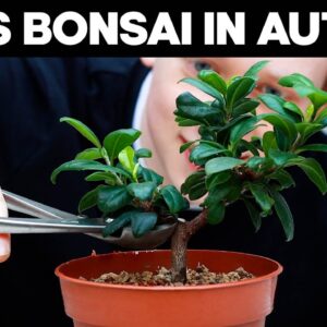 Pruning Ficus Bonsai Trees In Autumn 🌱