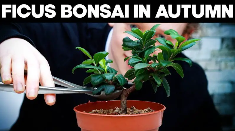 Pruning Ficus Bonsai Trees In Autumn 🌱