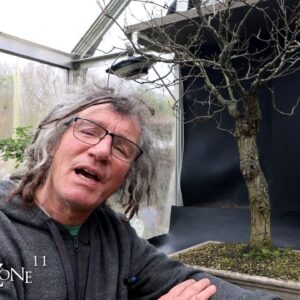 Pruning My American Elm, The Bonsai Zone, Nov 2024