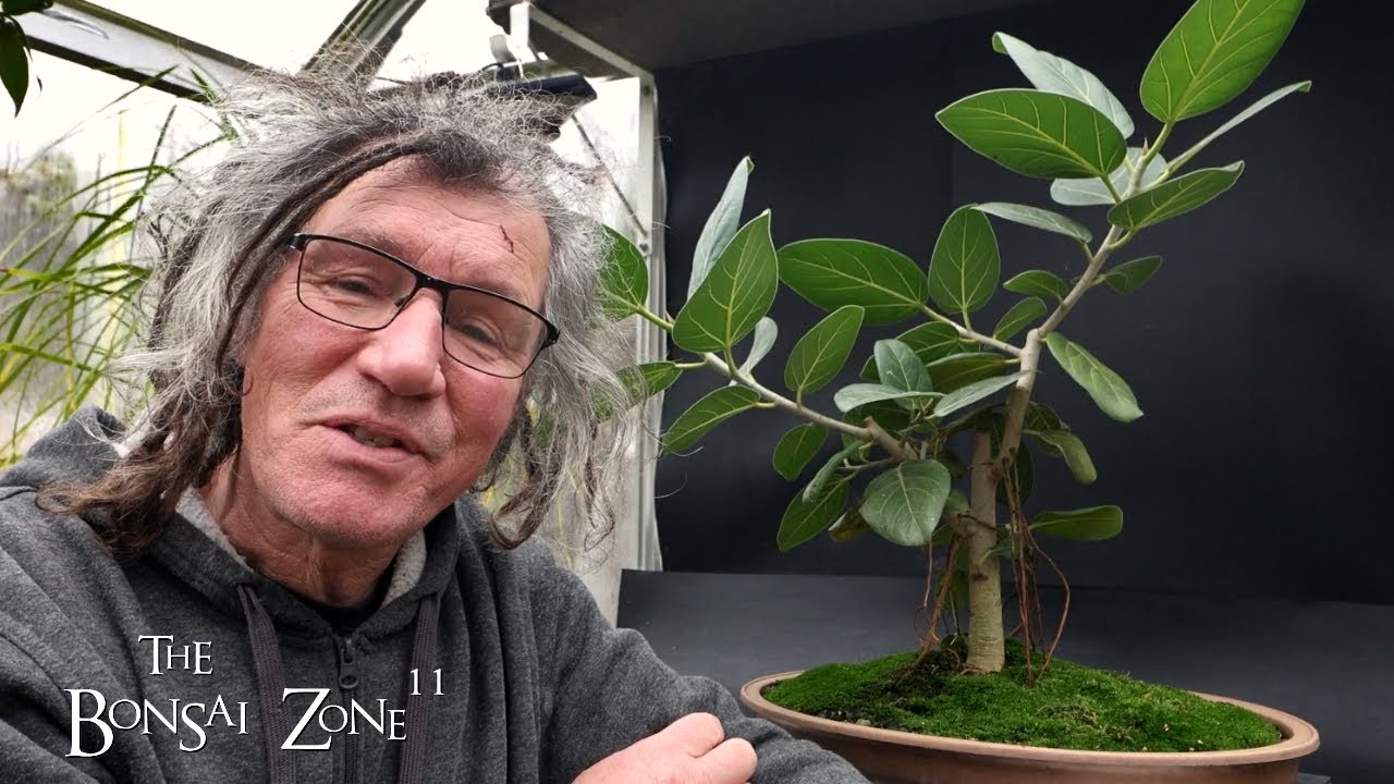 Pruning My Banyan Tree, The Bonsai Zone, Nov 2024