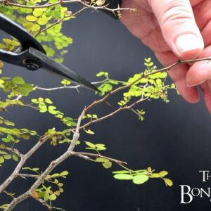 Pruning My Bloodwood Tree, The Bonsai Zone, Oct 2024