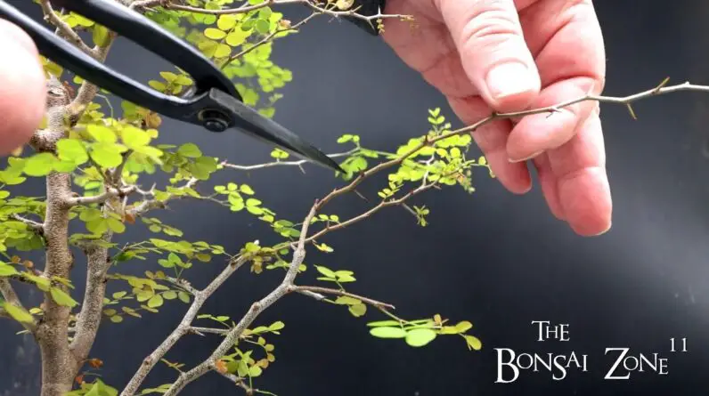 Pruning My Bloodwood Tree, The Bonsai Zone, Oct 2024