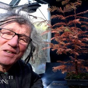 Pruning My Dawn Redwood Tree, The Bonsai Zone, Nov 2024