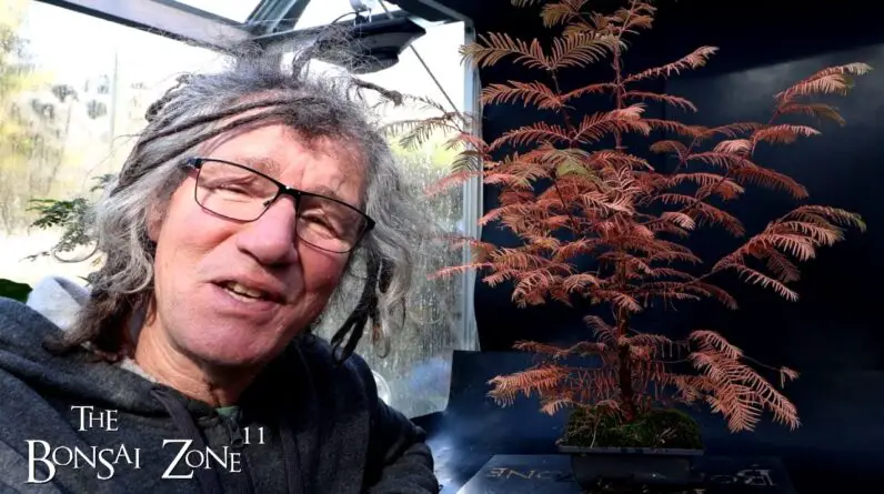 Pruning My Dawn Redwood Tree, The Bonsai Zone, Nov 2024