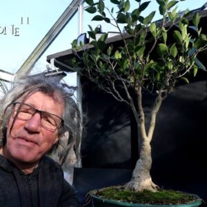 Pruning My Ficus microcarpa Plain, The Bonsai Zone, Nov 2024