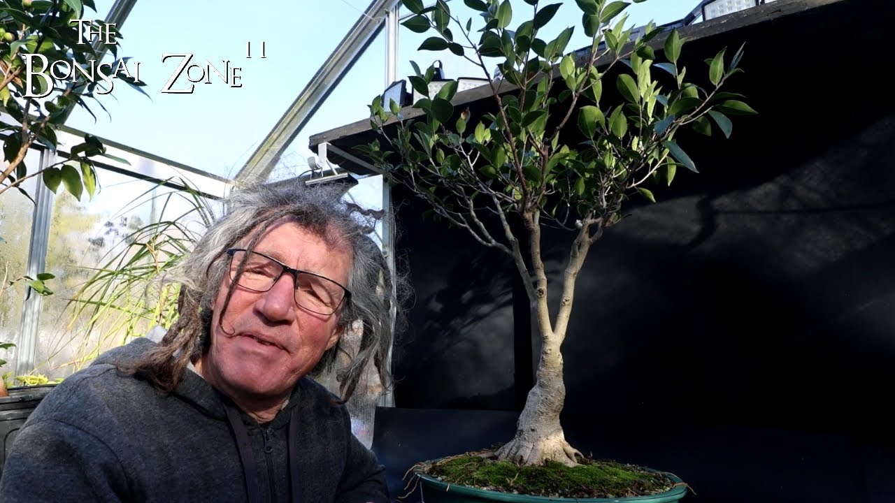 Pruning My Ficus microcarpa Plain, The Bonsai Zone, Nov 2024