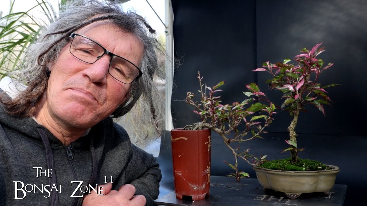 Pruning My Fire and Ice Hibiscus, The Bonsai Zone, Nov 2024