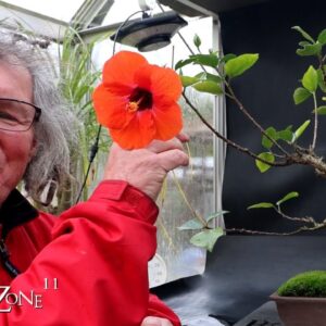 Pruning My Hibiscus, The Bonsai Zone, Nov 2024