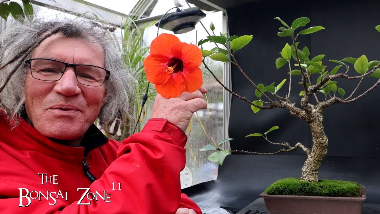 Pruning My Hibiscus, The Bonsai Zone, Nov 2024