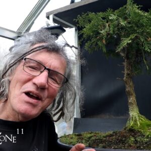 Pruning My Witches Tree, The Bonsai Zone, Nov 2024