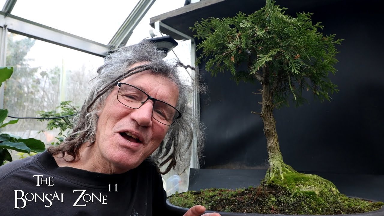 Pruning My Witches Tree, The Bonsai Zone, Nov 2024