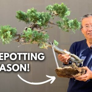 Repotting Juniper Bonsai in the Fall: Best Practices for Healthy Growth