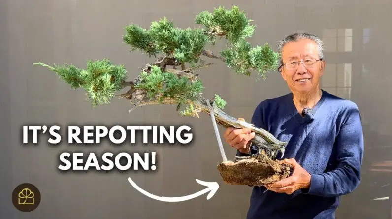 Repotting Juniper Bonsai in the Fall: Best Practices for Healthy Growth