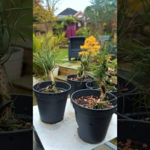 Scot’s Pine Saplings Become Tiny Bonsai