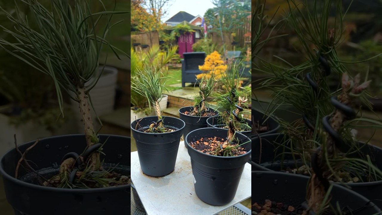 Scot’s Pine Saplings Become Tiny Bonsai