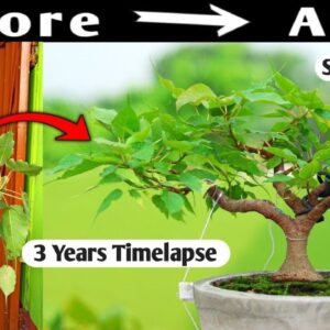 The Amazing Transformation Of A Ficus Bonsai In Time-lapse