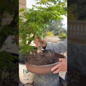 How I Grew This THICK Bonsai in Just 2 Years! #bonsai #bonsaitree #plants #gardening #shorts