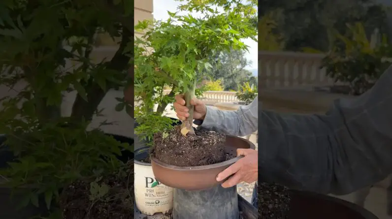 How I Grew This THICK Bonsai in Just 2 Years! #bonsai #bonsaitree #plants #gardening #shorts