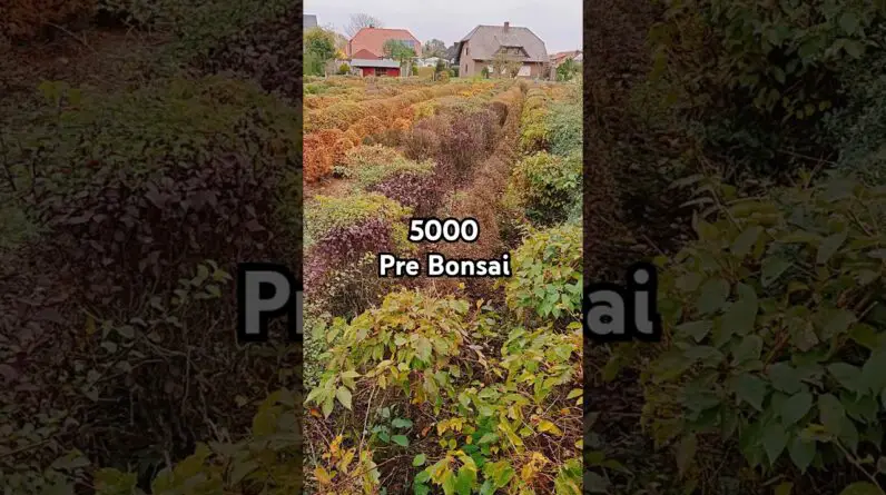 Transplanting prebonsai in fall