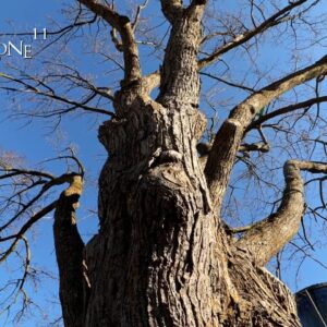 Trees in the City, The Bonsai Zone, Nov 2024