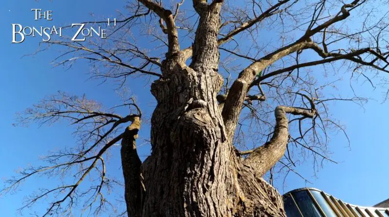 Trees in the City, The Bonsai Zone, Nov 2024