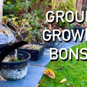 Why Growing Bonsai in the Ground is a Game Changer