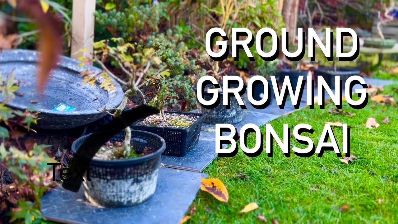 Why Growing Bonsai in the Ground is a Game Changer