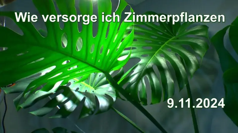 Wie versorgen ich die Zimmerpflanzen in der Aquabotanika