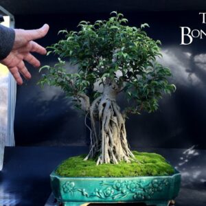 Working on the Franken-Ficus, The Bonsai Zone, Nov 2024