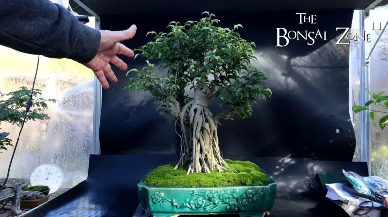 Working on the Franken-Ficus, The Bonsai Zone, Nov 2024