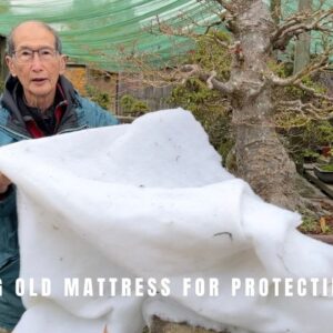 Recycling old mattress for protecting bonsai