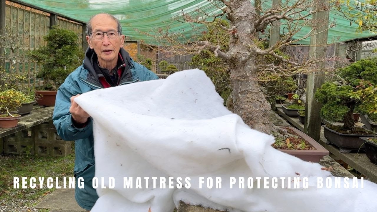 Recycling old mattress for protecting bonsai